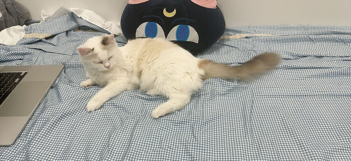nyanyananeko's tweet photo. Last night Zaozao accompanied me to do assessments (*´ω`*) also no stream tonight as I just had my second shot of Pfizer _:(´ཀ`」 ∠):
#fullyvacinnated #catmum #catlife #selfiewithcat https://t.co/kwGisPbido