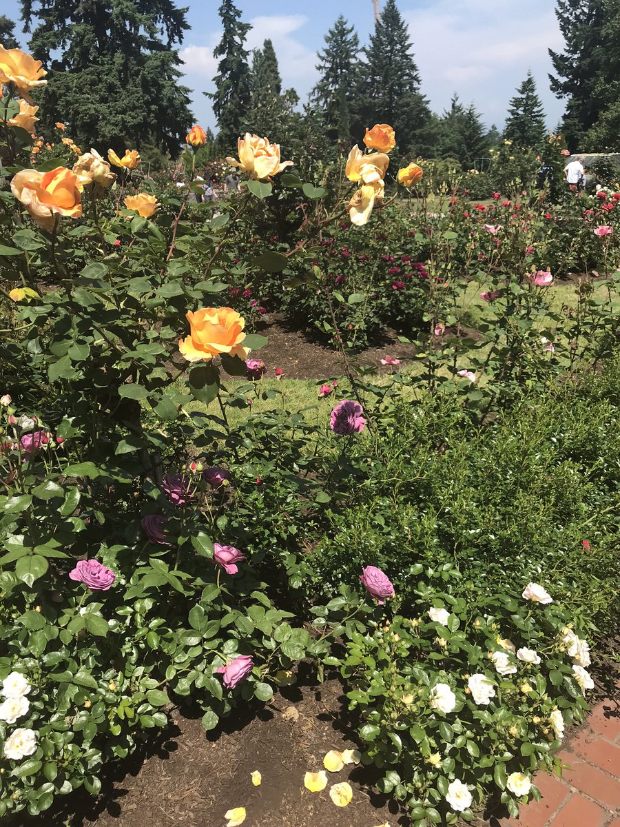 rarielwrites's tweet photo. #PWPoePrompts #pitchwars Day 4 Plant 
I can’t do houseplants even though I love being in homes with them. Here’s a throwback to a trip to the International Rose Test Garden in Portland, OR. https://t.co/UP3F2UxIfQ