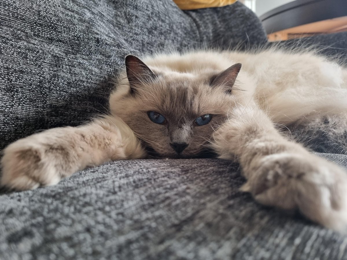 I can never tell if she wants cuddles or murder
Author: u/meeow3
reddit.com/r/cats/comment…
via r/cats