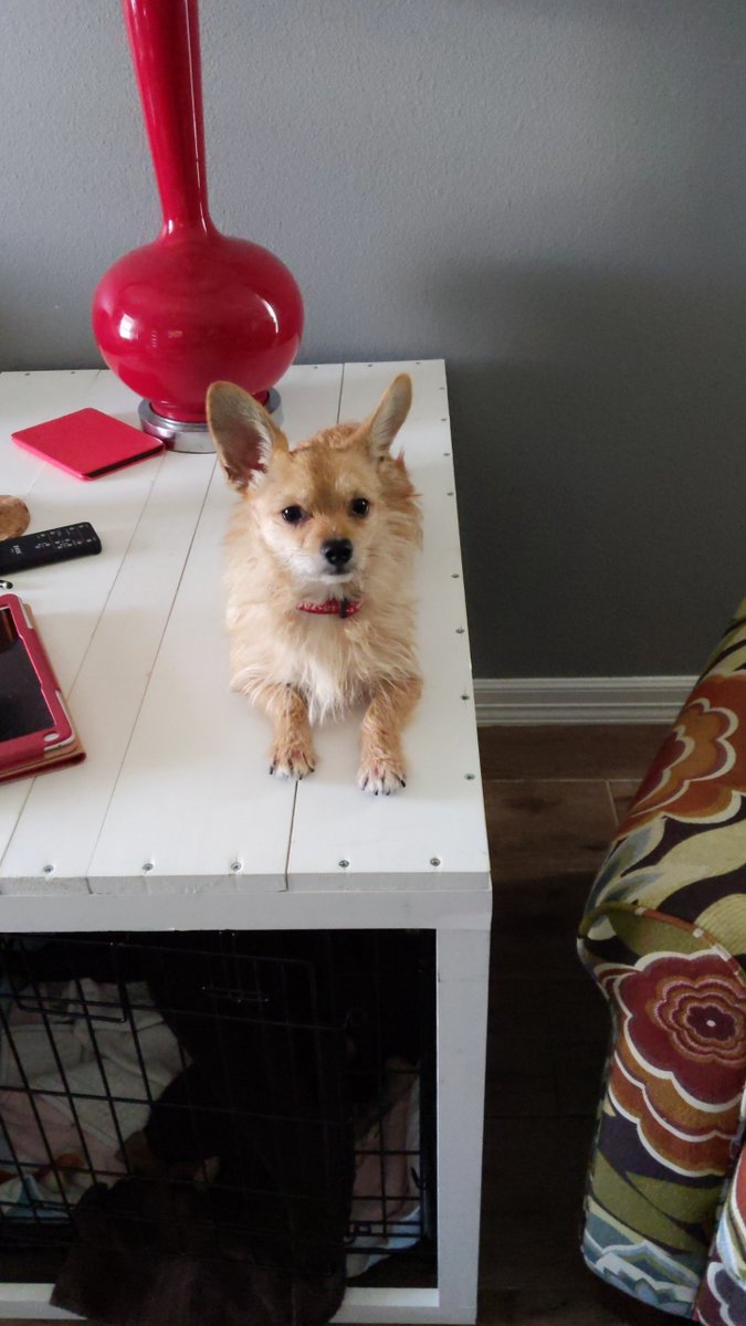 dozertown's tweet photo. #SubaruPartner 2 yrs ago on a cold wet winter day my Little Chihuahua mix Archie was found curled up in a ball outside our office front door. You could see his footprints on the glass where he had tried to get someone's attention. He was only 6 lbs. Now he's part of the family https://t.co/Vn45bKoVmk