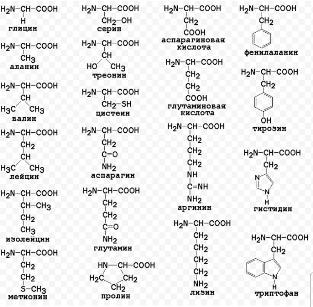Формулы 20 аминокислот таблица