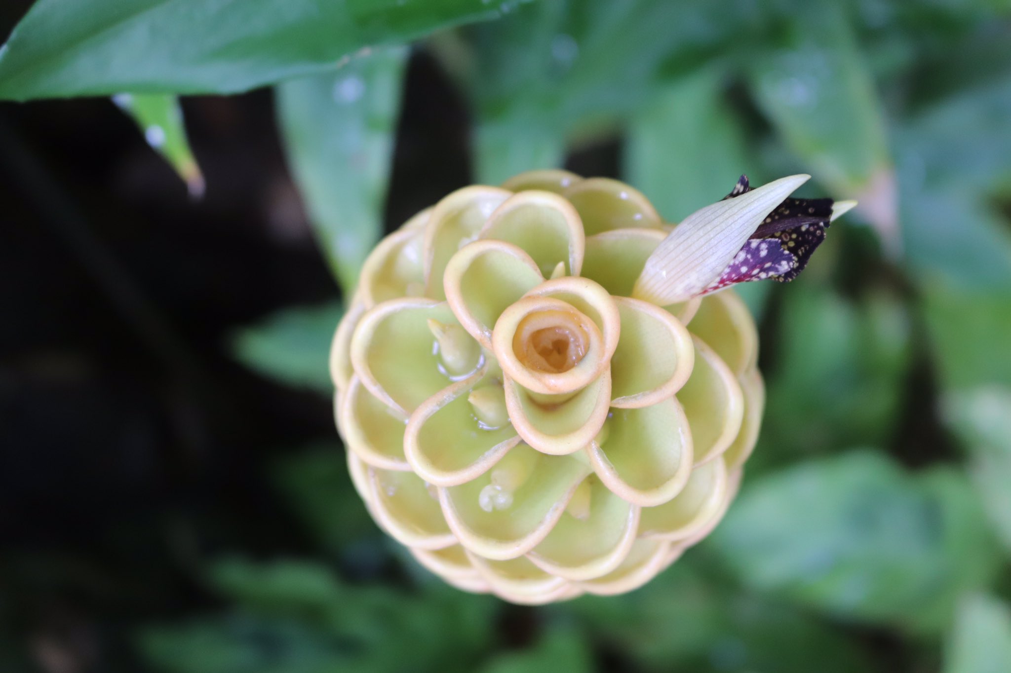 咲くやこの花館 熱帯雨林 室にて ショウガ科の ジンジベル スペクタビレ が開花しております 花序が蜂の巣に似ていることから ビーハイブジンジャー と呼ばれます 角度を変えて上から見てみるとバラの 花のような形にも見えます 植物を色々な角度から見