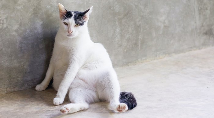 #고양이 #집사 #혼내는방법

고양이를 혼내는 올바른 방법
👉getggul.com/section/view/1… (더보기)