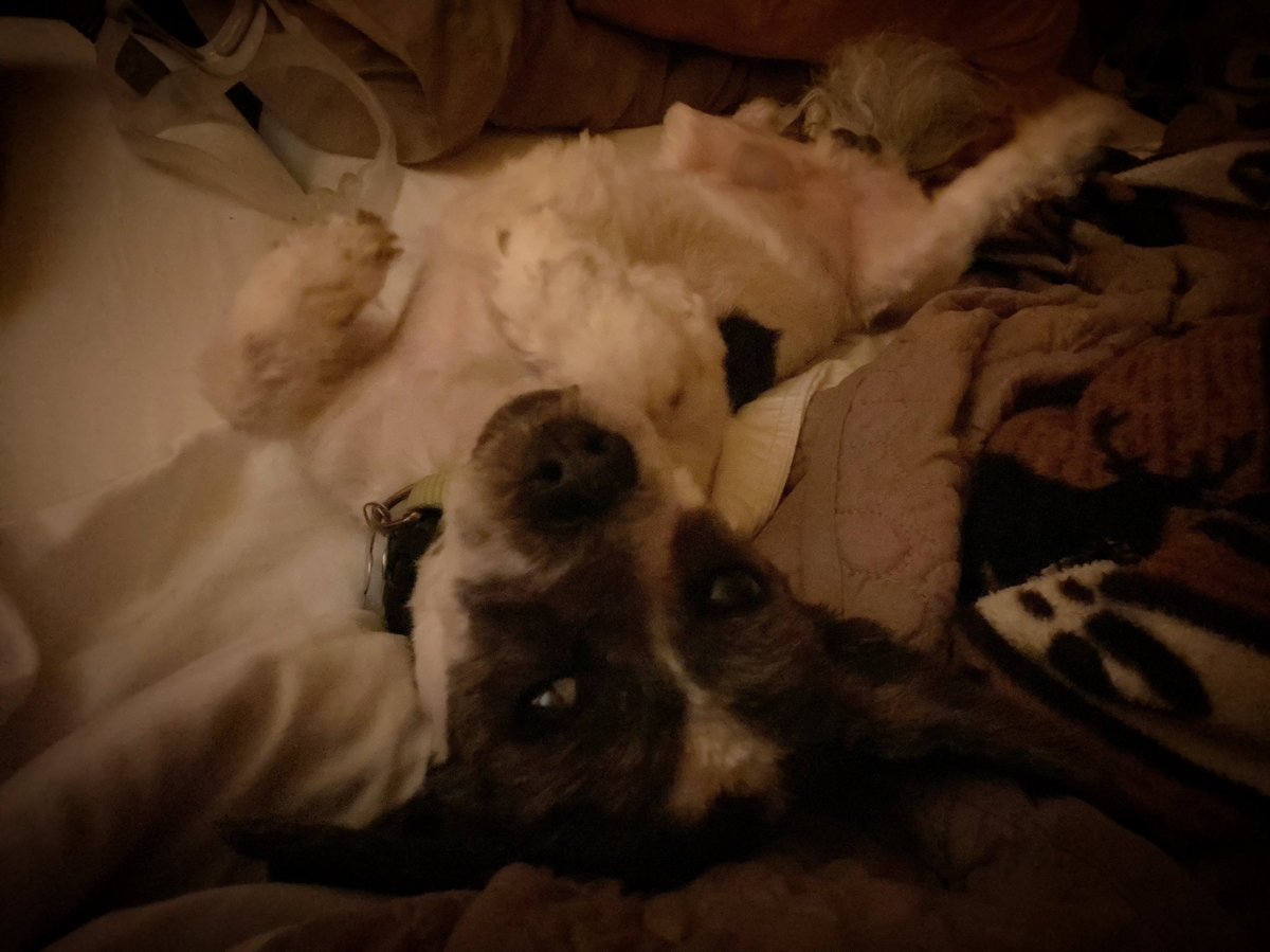 hu_myn's tweet photo. I think he’s a dog? 🤷🏼♀️
#dogs #dogsoftwitter #alfie #officedog #goodboi #shihtzu #puppy #fluffy #mrhandsome #pets #kc #kcmo #kansascity #missouri #alfieobsessed #recoverybunker #funnylooking https://t.co/PJwO28KVaG