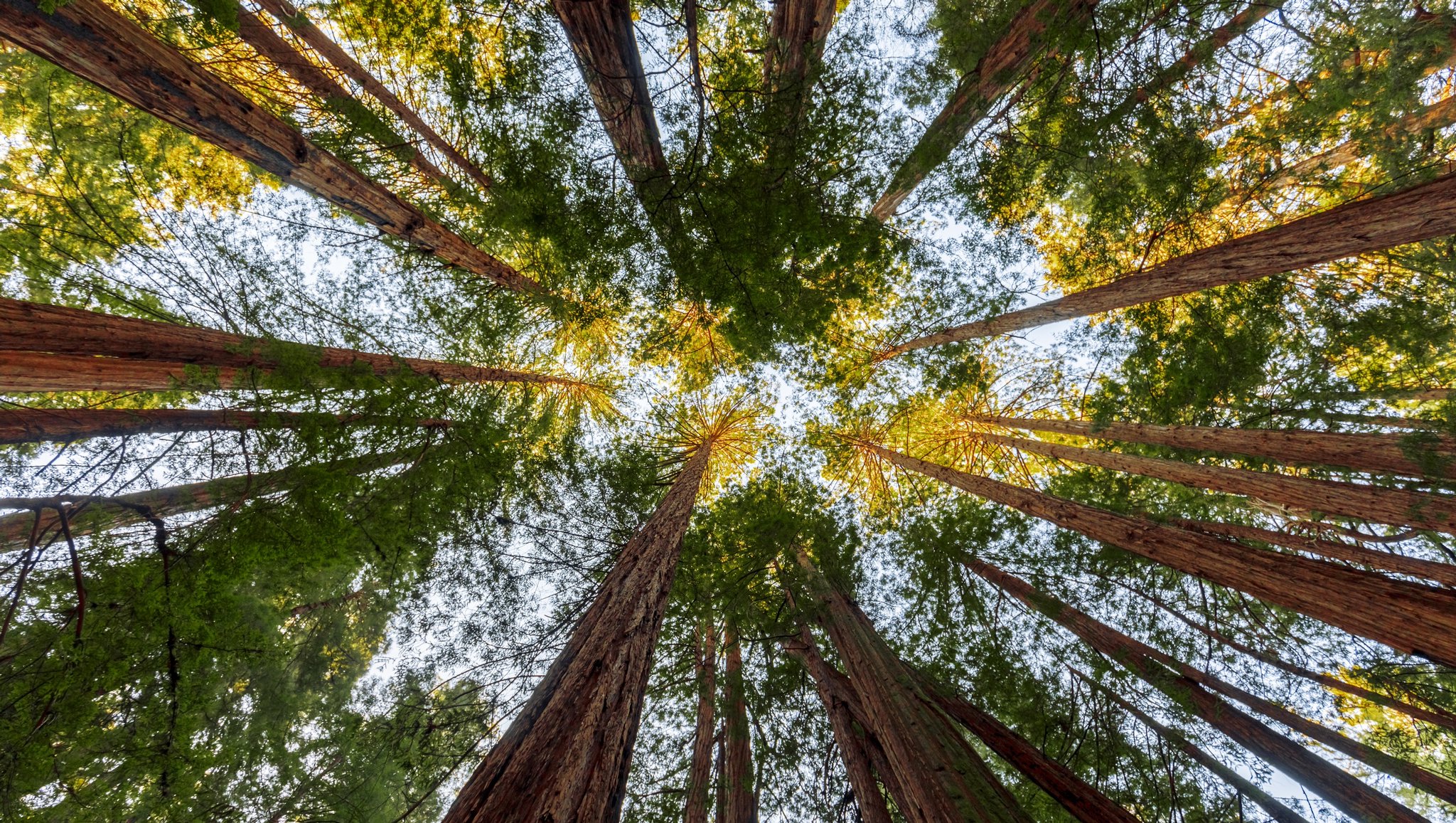 on Twitter "Green Diamond Resource Company is currently