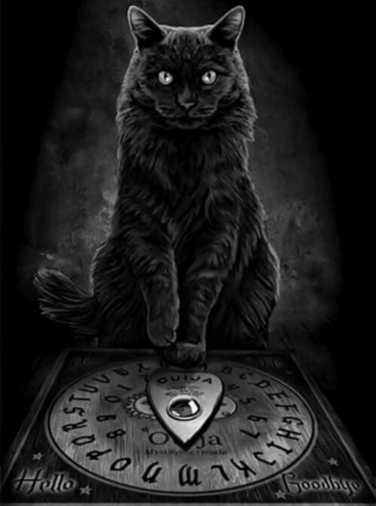 Пятница 13 кот