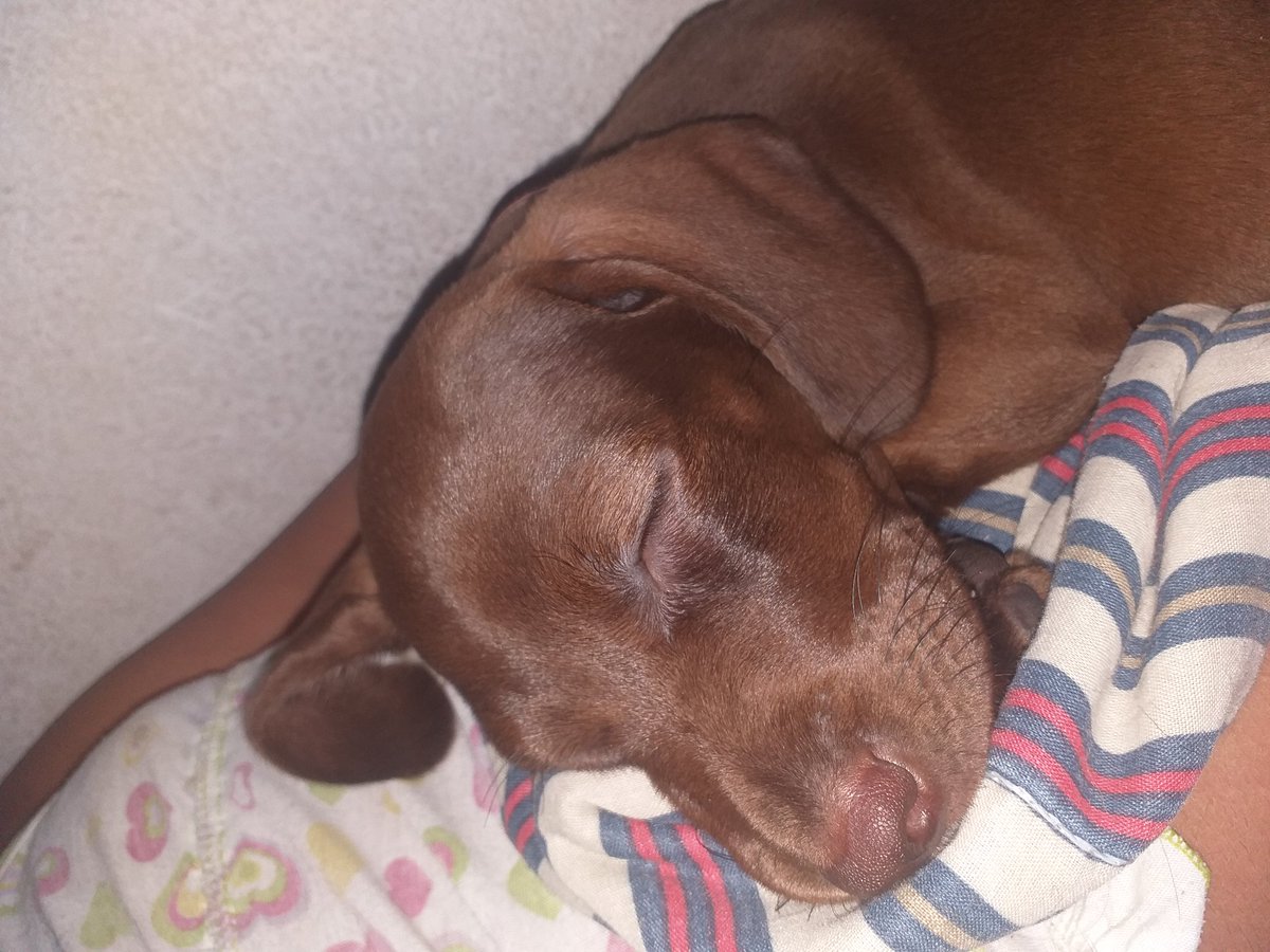 Juuuh009's tweet photo. @Danielsmarconn A mimir https://t.co/mnOnvVAtob