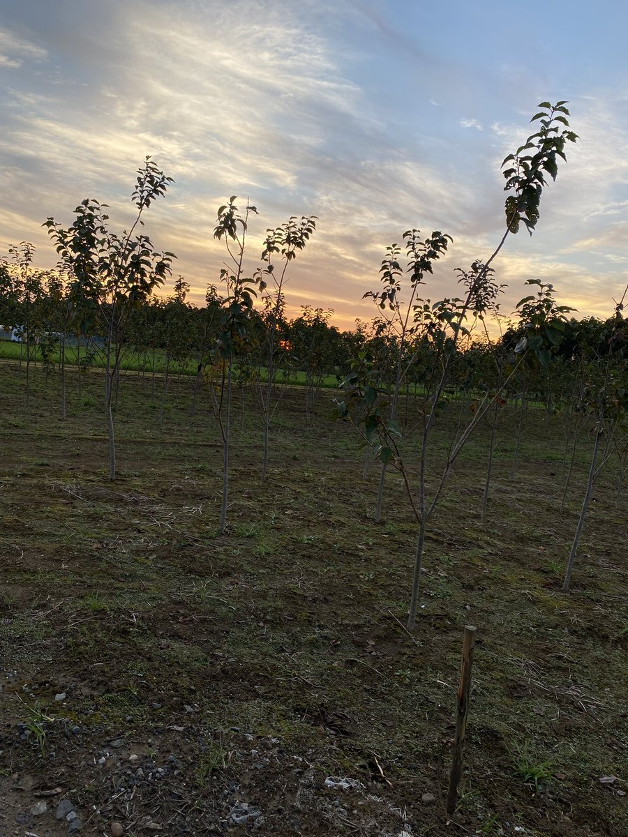vicbalconyez's tweet photo. 今日の多古町の夕暮れ。
新月まであと1日。
皆さんは、新月のお願い事決まっていますか?
明日は19時~20時
多古町 町民体育館 横 芝生
月夜のヨガをしますよ😊
#月夜のヨガ #PonoYoga #多古町 #千葉県 #新月 https://t.co/41XDr9mDEC