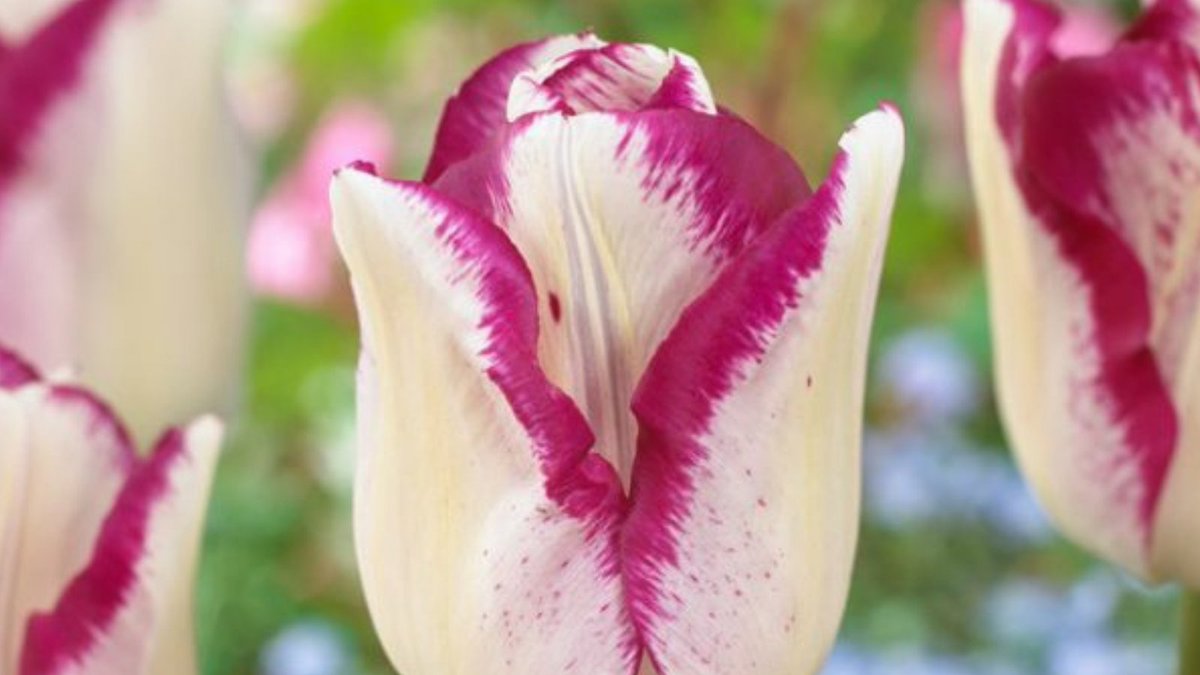 ILoveTulipa's tweet photo. This beautiful tulip called Tulipa Affair is a real treacherous sight with its delicately painted petals in creamy white with red.
https://t.co/2djSbBmMF5

#tulips #tulpen #tulpe #tulipes #tulpenliebe #tulpenblüte #springbulbs #springgarden #Frühlingsgarten #tulipa https://t.co/n4YgGgtXDq