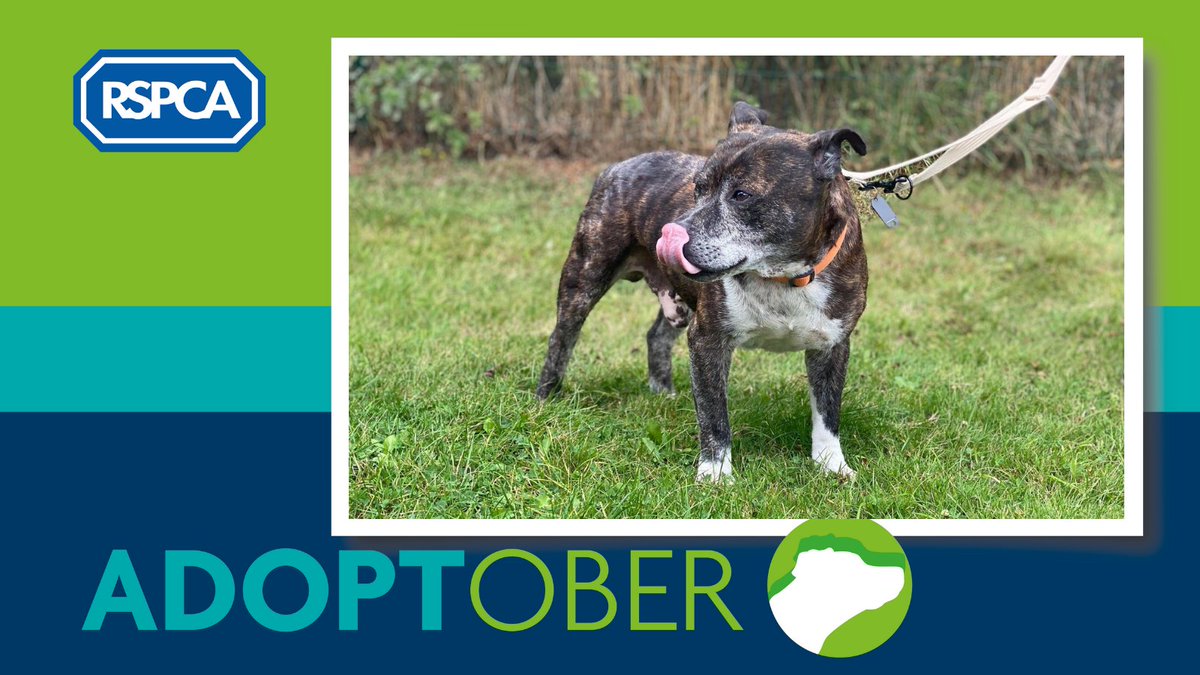 Our second featured face of Adoptober (and just in time for Tongue Out Tuesday) is Bailey.

For more information about Bailey please visit our website rspcadoncasterrotherham.org.uk/Pages/Category…

#Adoptober #FindEachOther #AdoptDontShop #RSPCA #Doncaster #Rotherham