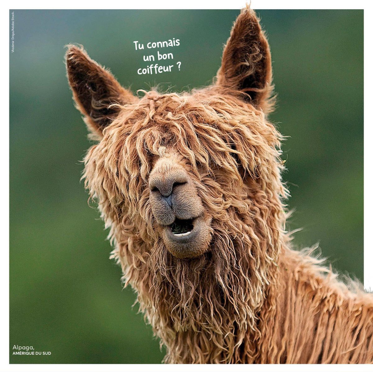 Besoin d'un petit rafraîchissement capillaire non ?

wakou-magazine.com