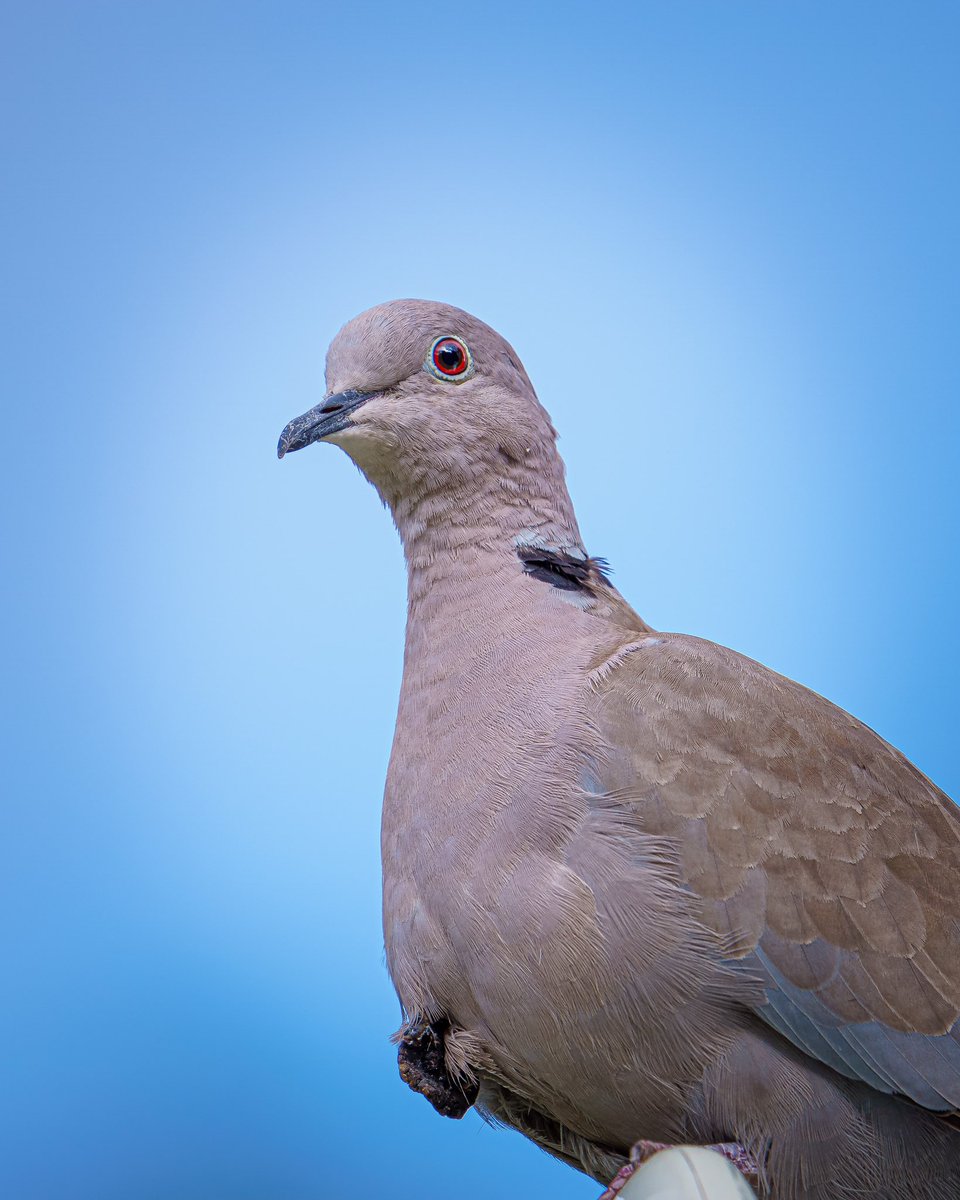 #pigeon #pigeons #pigeonsofinstagram #dove #doves #feather #bird #birds #wildlife #wildlifephotography #birdwatching