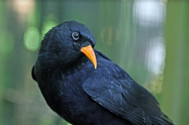 KentWildlife's tweet photo. Keep an eye on our social media over the next few weeks to find out more about our plans to reintroduce the #chough back to Kent.
#WilderKent #WilderFuture #LoveWildlife #wildKent
Photo credit: @WildwoodTrust https://t.co/t4iwBsaFYC