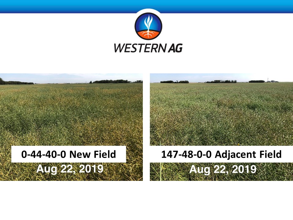 My role with <a href="/westernagNWSK/">WesternAg North West Sask.</a> is to map out an optimized solution space for fertilizer rates.  1) nutrient supply from PRS probes and 2) model with the Cropcaster to define the space.  These 2 adjacent fields forecasted to be similar yield; yielded w/in 2bu/ac avg, very diff fert.