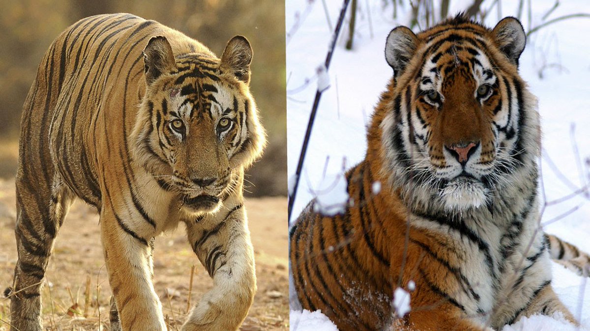 Бенгальские тигры пенза. Амурский и бенгальский тигр. Амурский тигр и бенгальский тигр. Бенгальский тигр и Амурский тигр разница. Уссурийский тигр и Африканский тигр.