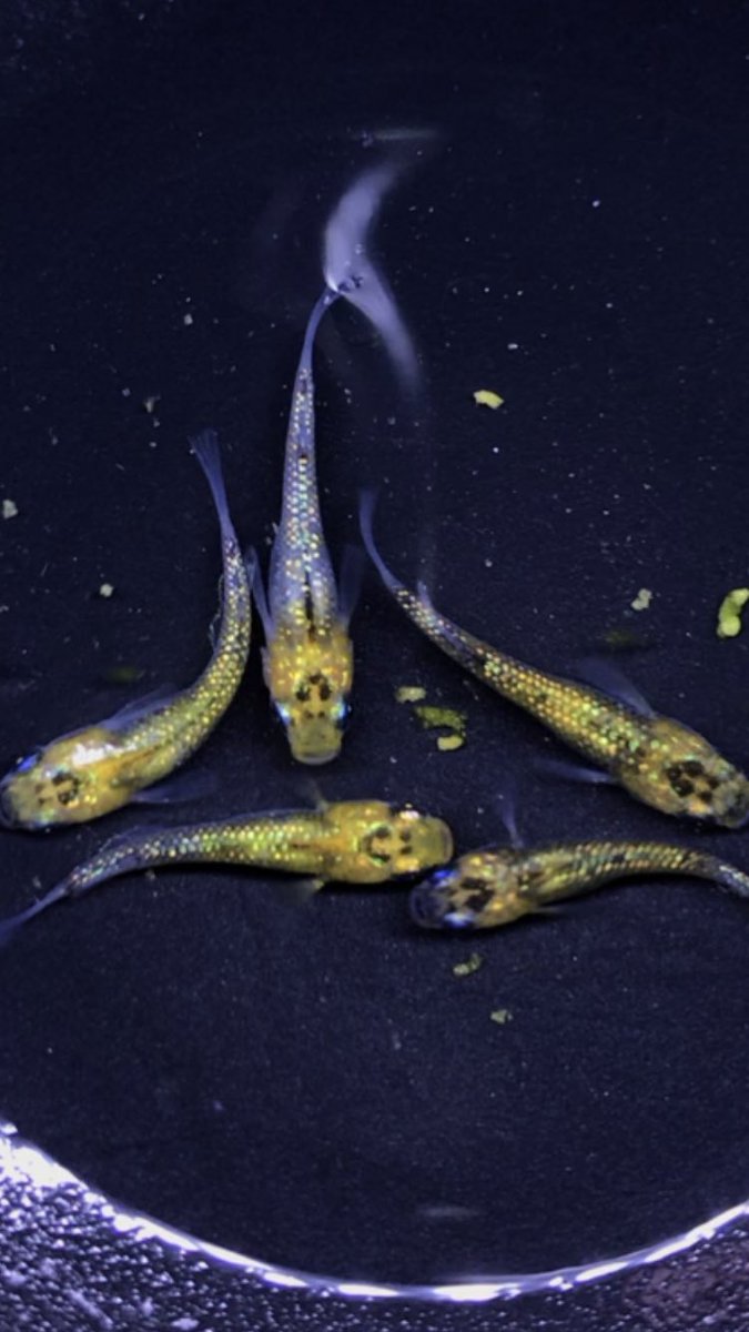 めだか秋house Yukito Twitter