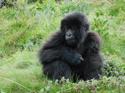 RalphGarman's tweet photo. On today's #TheRalphReport : We give you a break with today's TV TUNES TUESDAY! New musical magic from @jenrenstewart! NATIONAL GET FUNKY DAY! And, the GARMY donates to @SavingGorillas to protect our newest member: The TRR gorilla, BABY KIRA!
Subscribe: https://t.co/RfeGTvzxdq https://t.co/Vy4e5X36xc