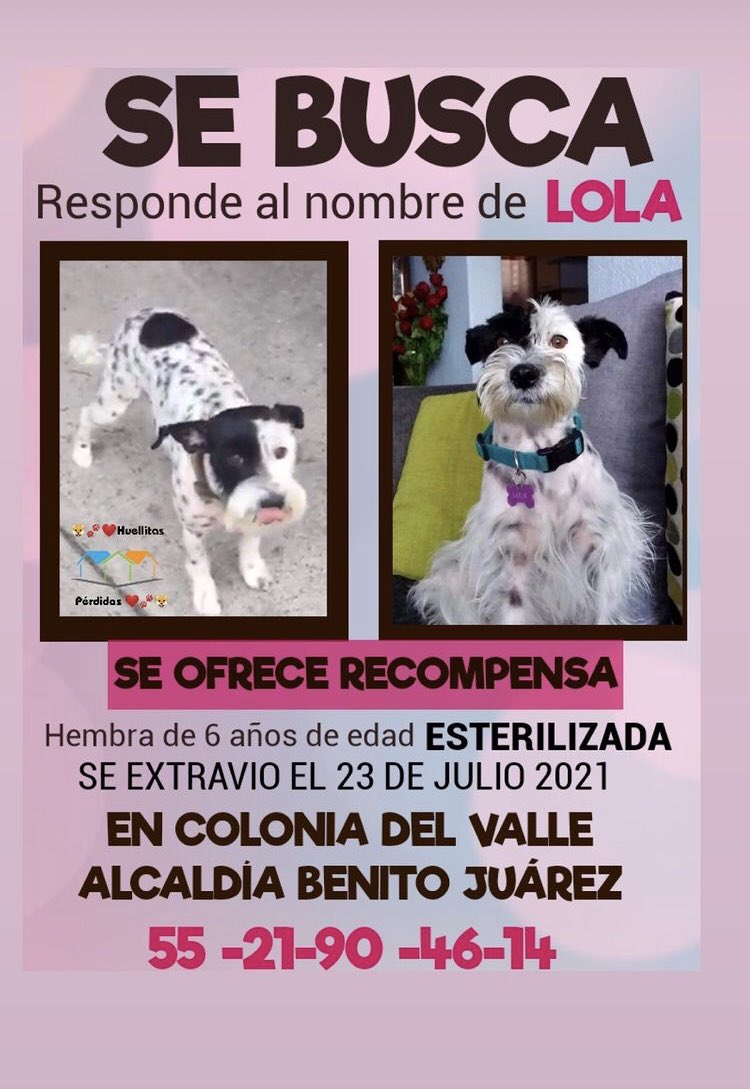 marthapauescobedo@gmail.com (@marthapauescob2) on Twitter photo <a href="/Lacasadelsalchi/">La casa del perro Salchicha CDMX</a> <a href="/NarvarteVecinos/">🌸 Del Valle/Narvarte Unidos 🌸</a> <a href="/CondesaVecinos/">Condesa Pro Vecinos</a> <a href="/_PatriciaAnaya/">Amo a los Perros</a> <a href="/PrrosPerdidosMX/">PerrosPerdidosMx</a> <a href="/lawera33/">Perros Encontrados sin su dueño</a> <a href="/por_perros/">por_perros</a> <a href="/MascotaCoyoacan/">Mascotas Coyoacán 🐾</a> <a href="/mascotasdifunde/">Difusión de mascotas</a> <a href="/MascotasSismo/">Mascotas Sismo</a> <a href="/mimascotaperdi1/">Mi mascota perdida MX</a> <a href="/sebuscaCdMx/">Busca a tu mascota</a> <a href="/perritosperdido/">perritos perdidos</a> <a href="/perrososmx/">🅿🅴🆁🆁🅾🆂🅾🆂🅼🆇</a> <a href="/notienenvoz/">Por los que no tienen voz</a> <a href="/Plu2Desampara2/">Peludos Desamparados</a> <a href="/PerdiDogsMx/">PerdiDogsMx</a> <a href="/Lacasadelsalchi/">La casa del perro Salchicha CDMX</a> <a href="/NarvarteVecinos/">🌸 Del Valle/Narvarte Unidos 🌸</a> <a href="/CondesaVecinos/">Condesa Pro Vecinos</a> <a href="/_PatriciaAnaya/">Amo a los Perros</a> <a href="/PrrosPerdidosMX/">PerrosPerdidosMx</a> <a href="/lawera33/">Perros Encontrados sin su dueño</a> <a href="/por_perros/">por_perros</a> <a href="/MascotaCoyoacan/">Mascotas Coyoacán 🐾</a> <a href="/mascotasdifunde/">Difusión de mascotas</a> <a href="/MascotasSismo/">Mascotas Sismo</a> <a href="/mimascotaperdi1/">Mi mascota perdida MX</a> <a href="/sebuscaCdMx/">Busca a tu mascota</a> <a href="/perritosperdido/">perritos perdidos</a> <a href="/perrososmx/">🅿🅴🆁🆁🅾🆂🅾🆂🅼🆇</a> <a href="/notienenvoz/">Por los que no tienen voz</a> <a href="/Plu2Desampara2/">Peludos Desamparados</a> <a href="/PerdiDogsMx/">PerdiDogsMx</a>
