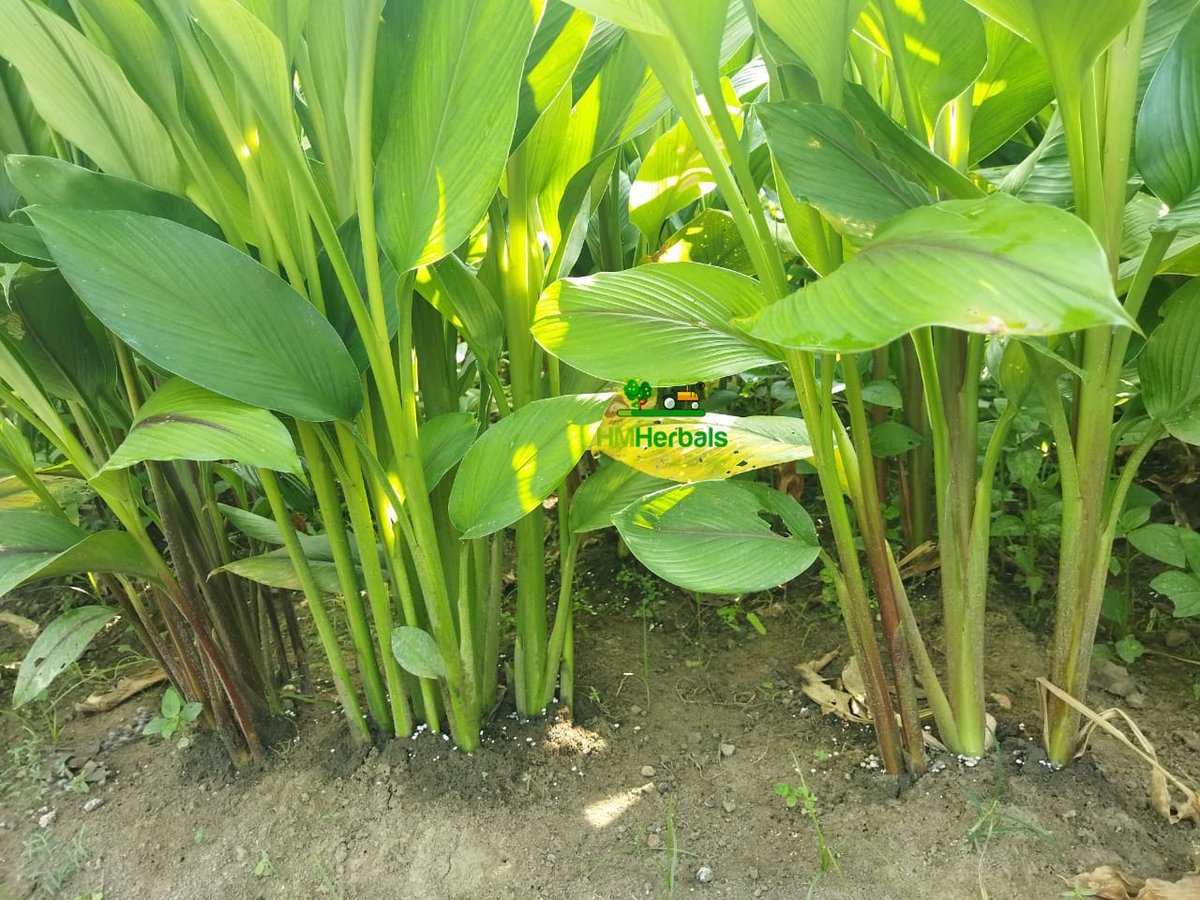 kalihaldi's tweet photo. Kali Haldi growth within 100 days using organic manure #kalihaldi #blackturmeric https://t.co/alc5qlorK0