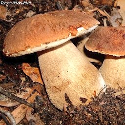 caledelspagesos's tweet photo. "Quan l'octubre és arribat, sembra el sègol, l'ordi i el blat".

"Octubre, octubret, s'enduu la calor i ens porta el fred".

"L'octubre mullat, assolellat i fred fa sortir el bolet".

"L'octubre acabat, mosca i mosquit enterrat".

"Octubre finit, raïm collit". https://t.co/fuXK8FJSoy
