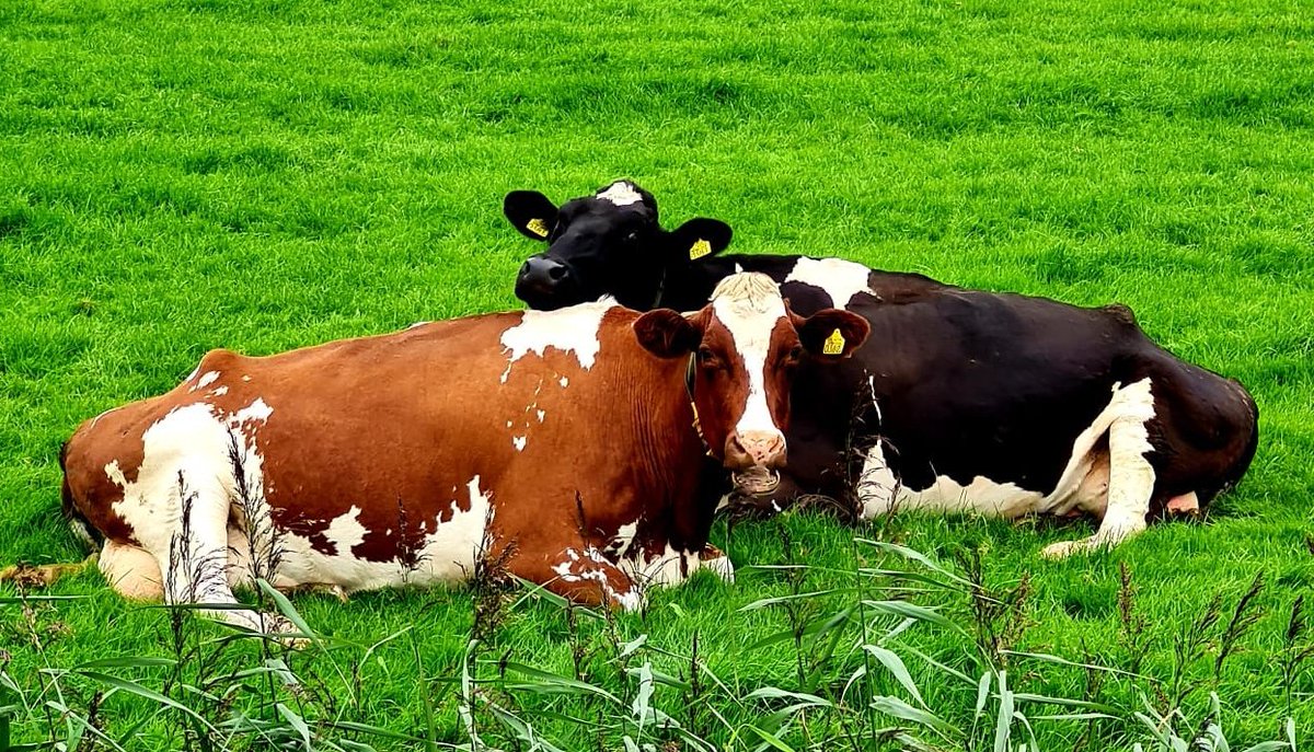 #Koeiemorgen!!! Hé man, het is lekker liggen dinsdag!!! Heerlijk!!!
Bedankt <a href="/OebleBouma/">Oeble Bouma</a>👌
#koeblijboerblij #soh #hé #wat #zit #jij #te #kijken #wij #genieten😁 #BijOnsIsHetElkeDagDierendag #melknatuurlijk #MelkIsGoedVoorElk