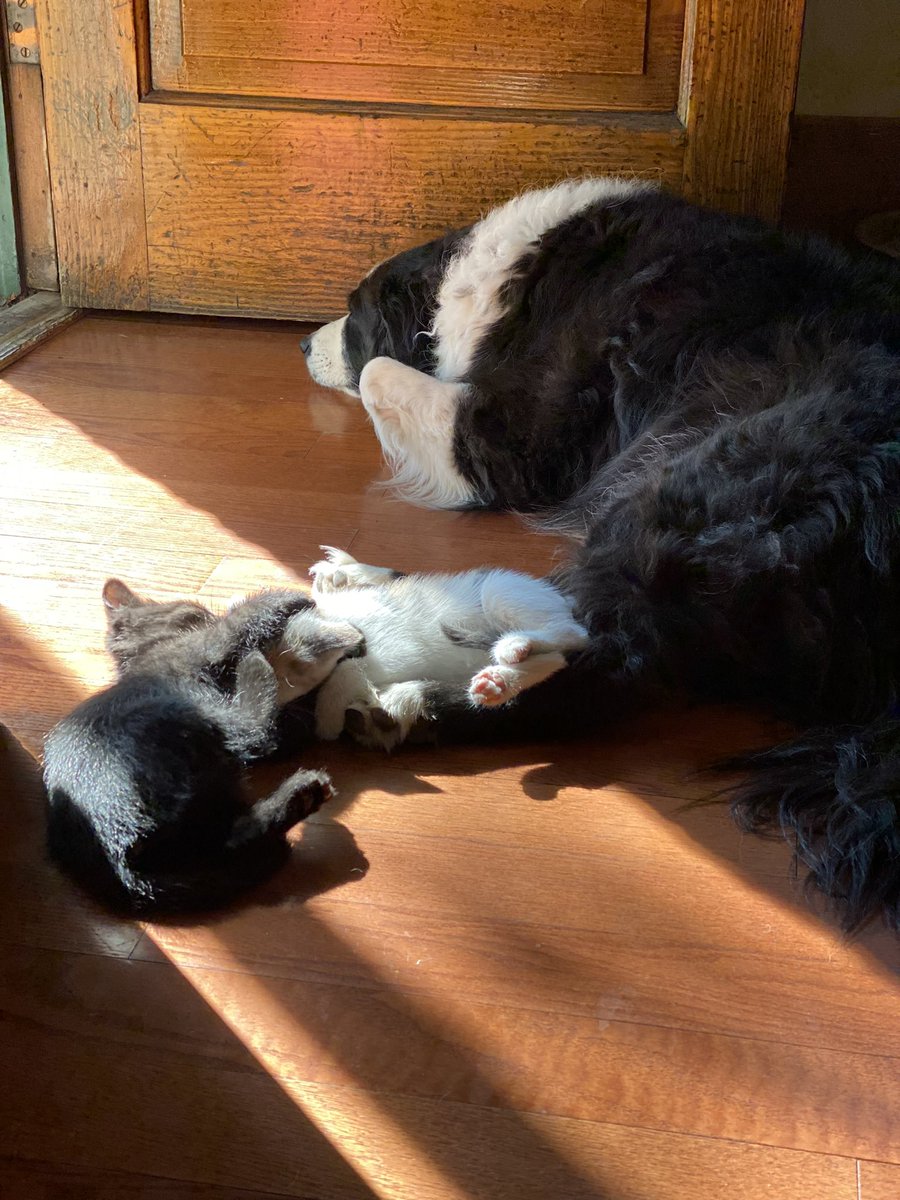 tahoebabe's tweet photo. @CrossFitGames The not so happy with me dog who’s getting used to kittens https://t.co/U1lPjo5fkO