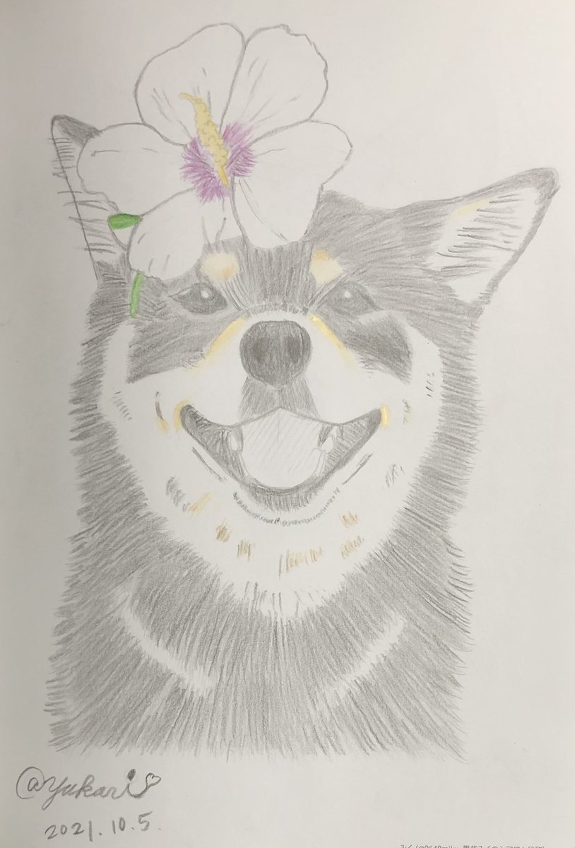 HOPyukichiren's tweet photo. 【#なぞり柴犬🐾】
色鉛筆🌈5色使用!
黒鉛筆✏️で…と思いつつ、
やっぱりね、そろそろ…
色鉛筆が使いたくなって☺️💗
急にやり始める!😆☆彡
#なぞり柴犬
#成美堂出版
#イデタカコ さん🐾
#DERWENT #coloursoft
#色鉛筆 https://t.co/3kNPOFyr5m