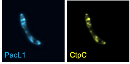 Excited to share our last work by <a href="/YmBdh/">Yves-Marie Boudehen</a> &amp; colleagues: Mycobacterial resistance to zinc poisoning requires assembly of P-ATPase-containing membrane "metal efflux platforms" biorxiv.org/content/10.110…
#tuberculosis #metals #macrophage
A brief thread 👇