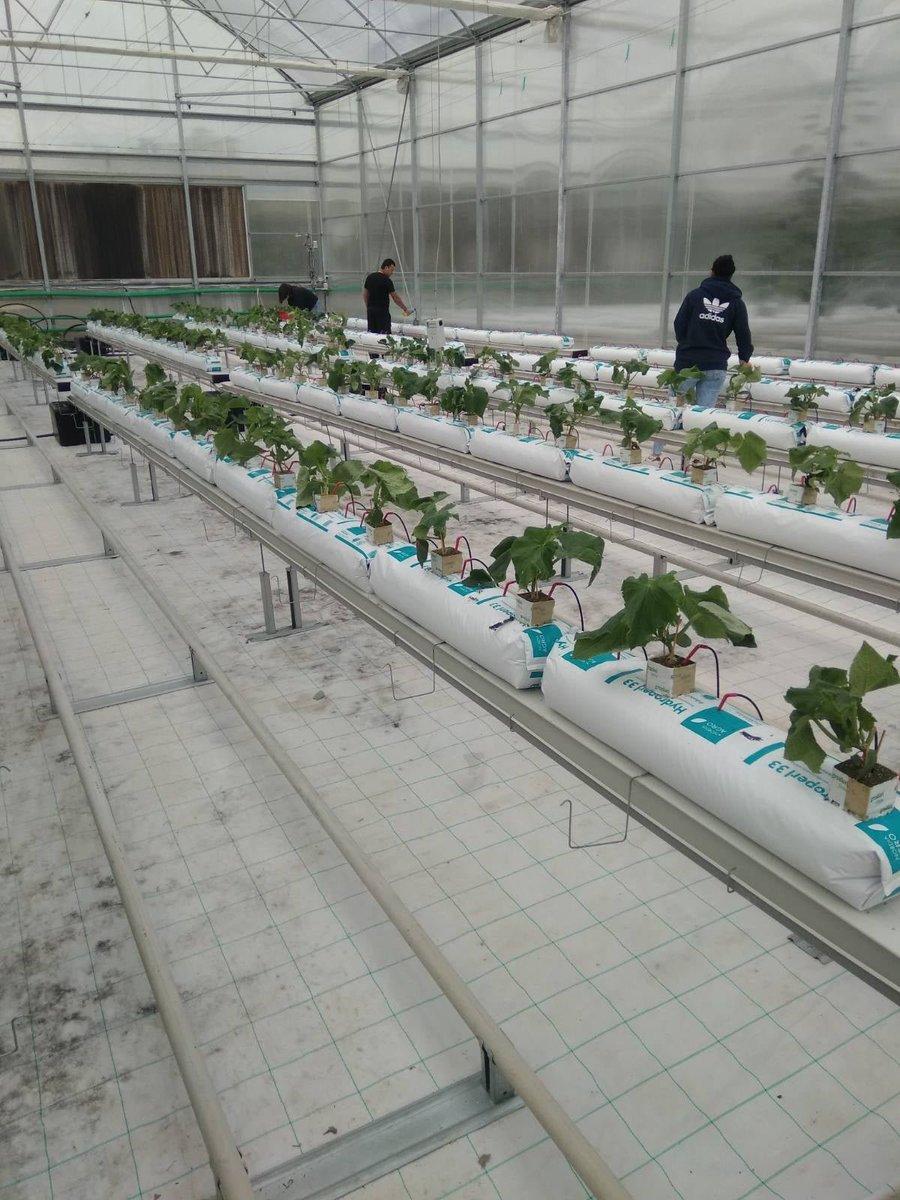 PrecimedP's tweet photo. A new cucumber crop starts!
Evaluation of the PRECIMED DSS for greenhouse crops fertigation management. 
To know more about our project: https://t.co/fkm40713wm
#PRIMAProgram #Mediterranean #EU #EUinnovation #innovation #PRIMAproject #H2020 #PRECIMED #precisionagriculture https://t.co/Ijox34klcp