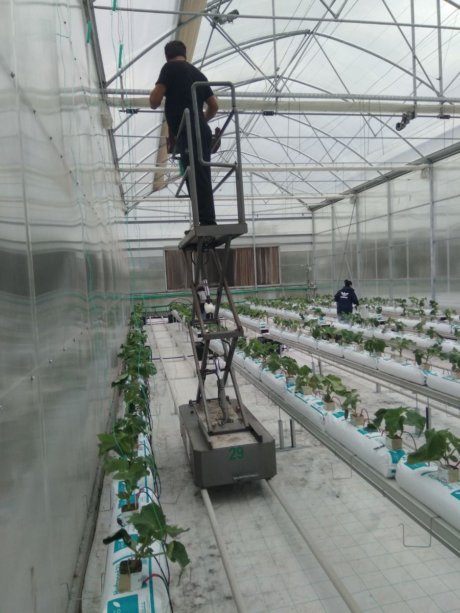 PrecimedP's tweet photo. A new cucumber crop starts!
Evaluation of the PRECIMED DSS for greenhouse crops fertigation management. 
To know more about our project: https://t.co/fkm40713wm
#PRIMAProgram #Mediterranean #EU #EUinnovation #innovation #PRIMAproject #H2020 #PRECIMED #precisionagriculture https://t.co/Ijox34klcp