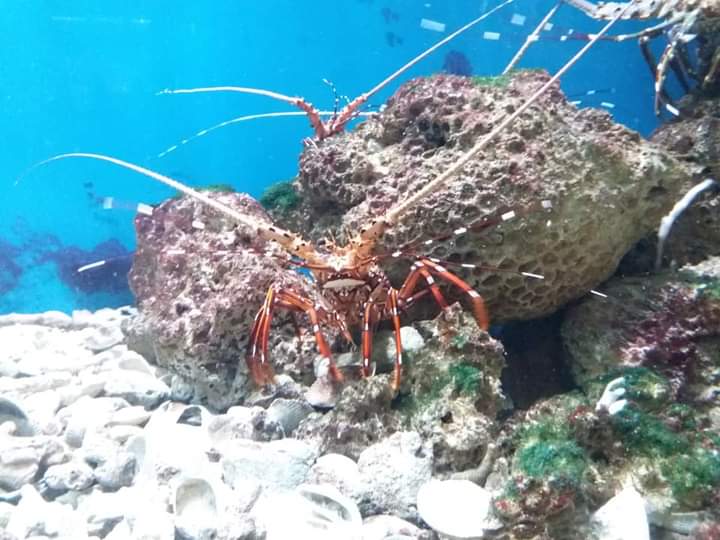 ViettinT's tweet photo. Founded in 1923, the #NhaTrangOceanographyInstitute is the earliest established marine research center in #Vietnam. It has preserved more than 60,000 kinds of marine biological specimens. The glass jars on both sides of the hall are filled with shallow sea animal specimens. https://t.co/ZrGQfvMWub