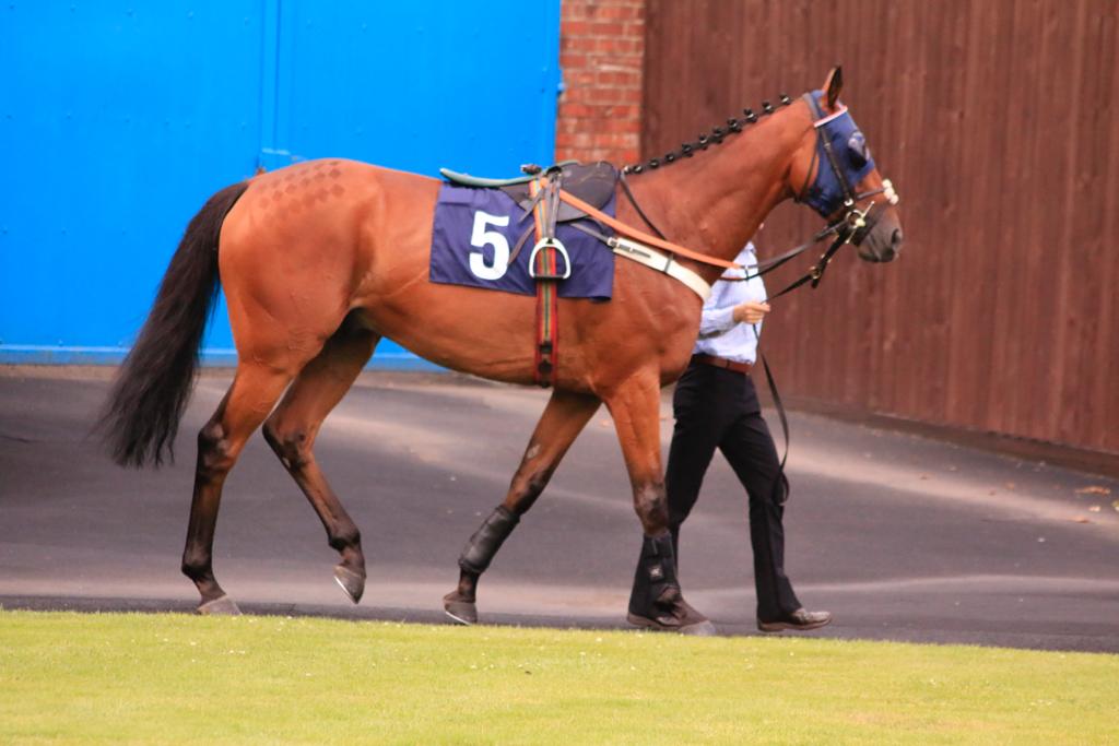 ianwilliamsraci's tweet photo. Four today 

@charliet0dd returns to action @Huntingdon_Race to ride Ship Of The Fen for @Macca__73 &amp; partners 

Sophosc tries cheekpieces @kemptonparkrace under @RKingscote

Donya makes her debut for the yard @LeicesterRaces where @furniss_bradley rides Central City in the last https://t.co/MVFN74R331
