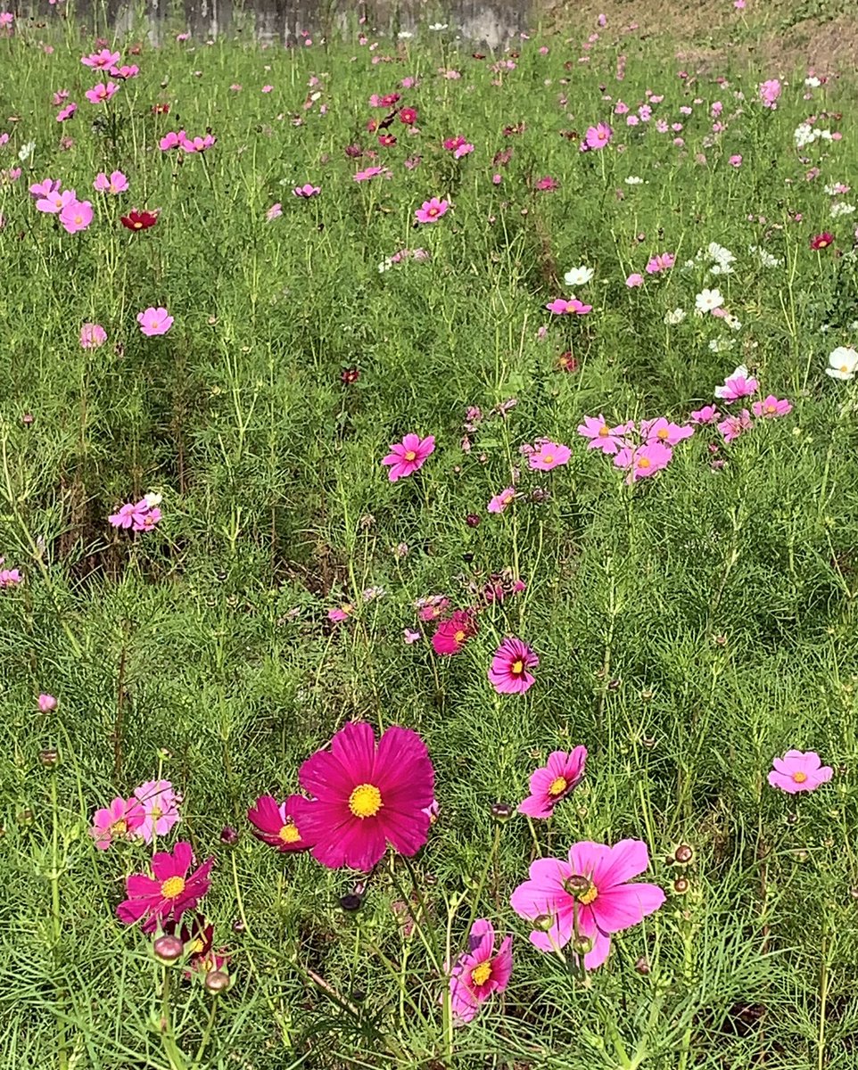 りゅうさん コスモス 秋桜 キク科コスモス属の総称 原産地はメキシコ高原地帯 日本には明治中期に渡来した外来種 10月17日 日 午後から コスモスの花摘み可能です 太田市粕川町内若宮ふれあい公園駐車場南休耕地 コスモス 花摘み