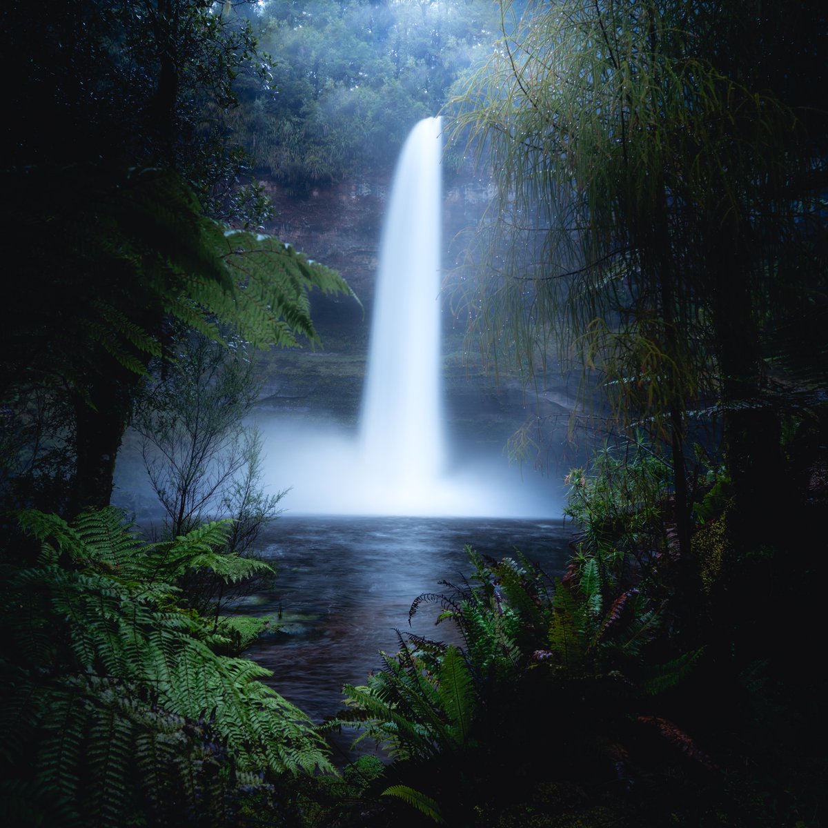 199Jonathan199's tweet photo. Beautiful 60m, giant at Waitaanga forest. https://t.co/mfigmpxcn6