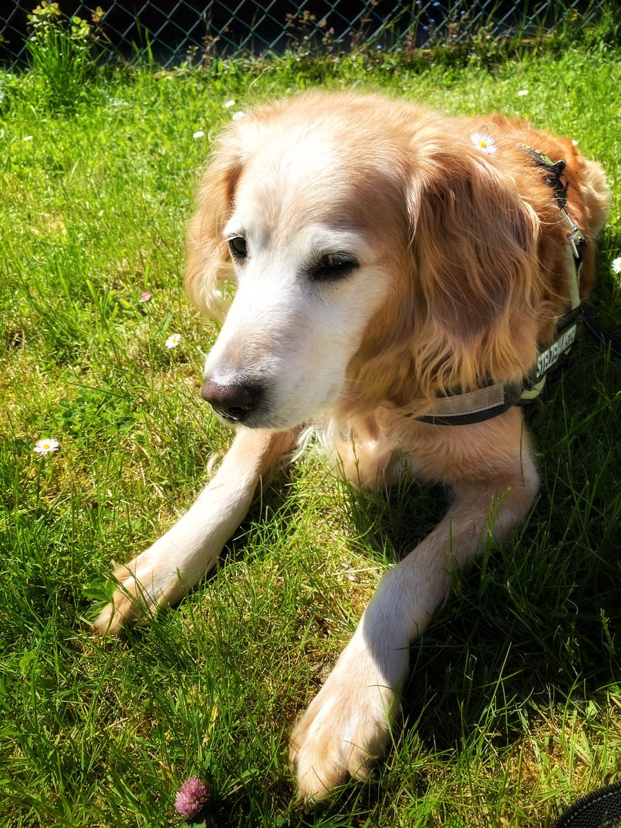 So schön es mit alten Hunden ist, so schwer ist es, wenn sie gehen.

Mein liebstes Paulinchen hat sich auf den Weg gemacht. 

13 1/2 Jahre Leben miteinander geteilt. Nun ist sie fort. 🖤

#altehunde #regenbogenbrücke