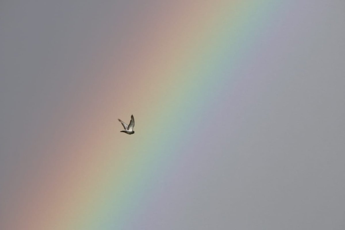 Jornadas en Lindus con nubes, claros, aguaceros y viento. El otoño está aquí. El viento de NW anima el paso de fringílidos y Milvus milvus. Mes clave en los migrantes parciales @GanNavarra <a href="/auritz_burguete/">𝕽𝔦𝔫𝔠𝔬𝔫𝔢𝔰 𝔡𝔢𝔩 𝔓𝔦𝔯𝔦𝔫𝔢𝔬</a> <a href="/SEO_BirdLife/">SEO/BirdLife</a> <a href="/FundacionMigres/">Fundación Migres</a> <a href="/opcc_ctp/">OPCC</a> @CTPPOCTEFA <a href="/BatumiRaptors/">Batumi Raptor Count</a> <a href="/LPOAk/">LPO Aquitaine</a>