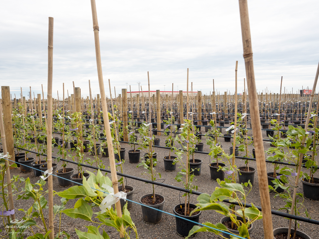 Read about Avalon Airport's new onsite nursery that covers 4,500sqm and contains well over 2,000 young trees: avalonairport.com.au/media-releases…