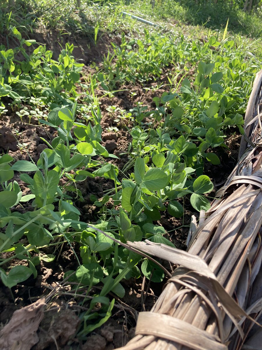 พาสวนลันเตาริมน้ำเล็ก ๆ ของยายมาฝาก ในช่วงฤดูหนาว พวกผักจะงามเป็นพิเศษ วันนี้อากาศร้อนไปสักหน่อย แต่ไม่ได้แย่นัก