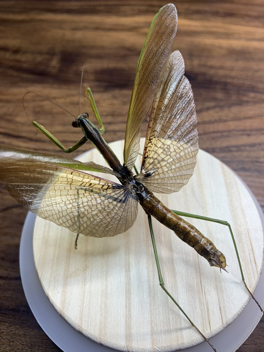 昆虫 #標本 #カマキリ カマキリライブ標本作りました！ 今度のは飛行