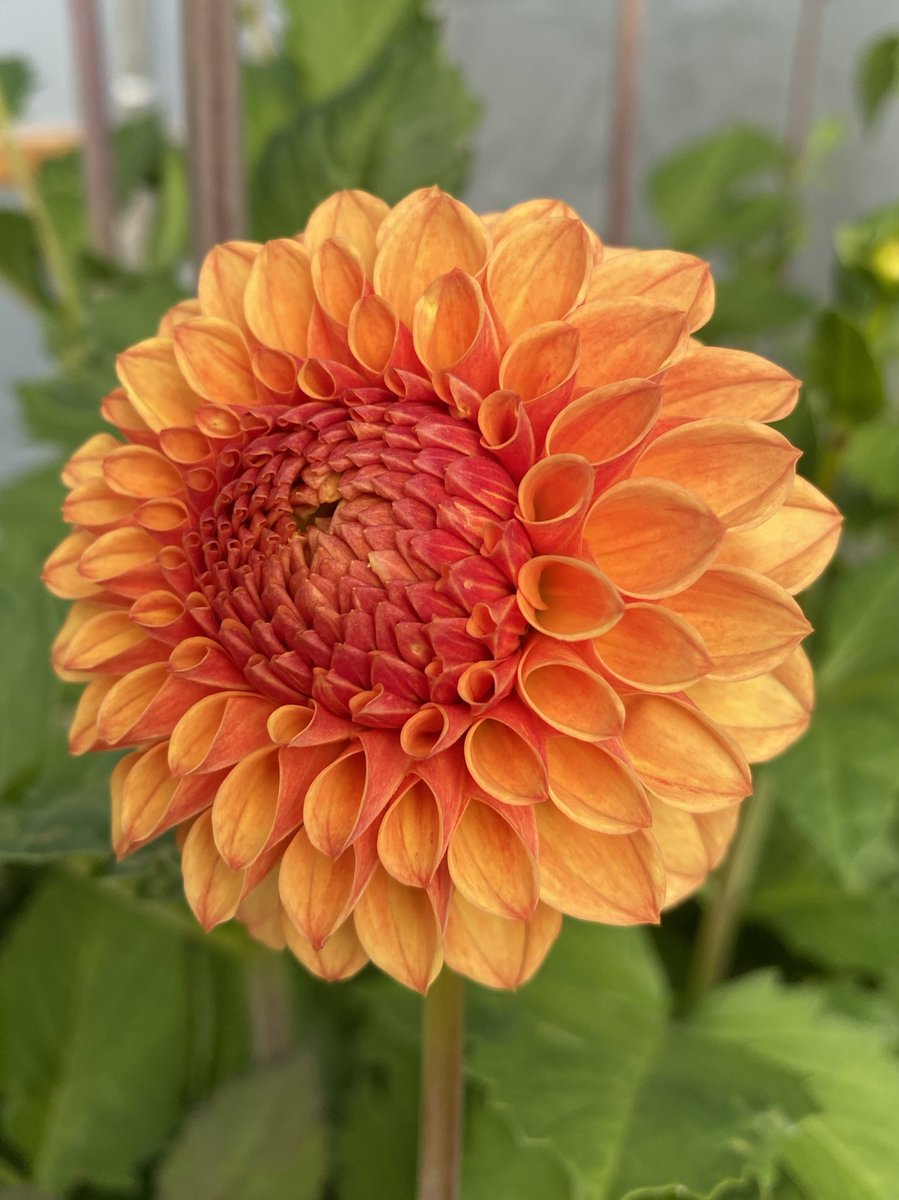 Dahlia ‘Doctor John Grainger’ hiding from the weather over the past few days! Don’t blame is really! #dahliaparty #tunnellife #dahlias #orangeflowers #summercolours #dahlialove #peatfree #plants #cuttinggarden