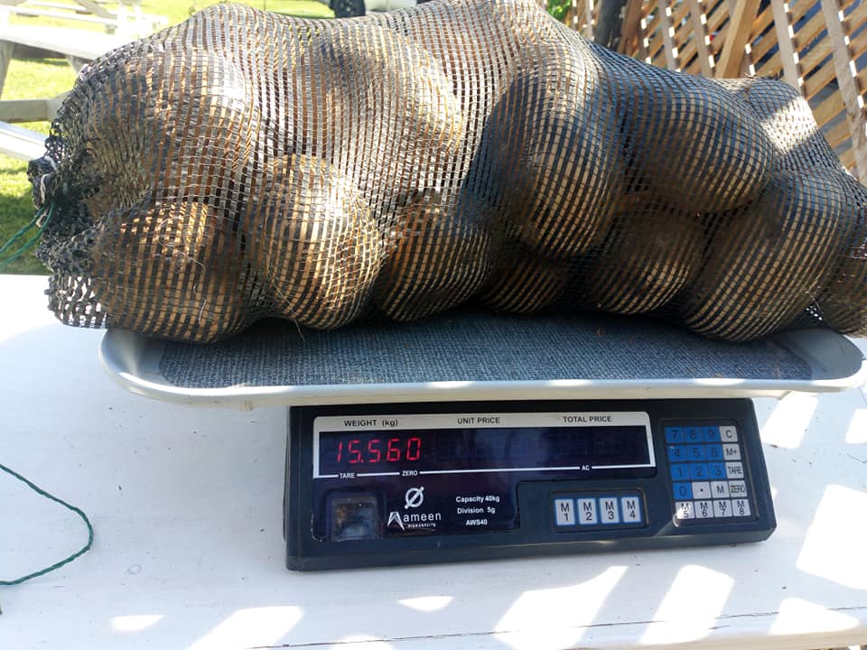 DubeRonald1's tweet photo. https://t.co/rSDdqfFUuK . Fresh Potatoes $8 a pocket of 15 kgs https://t.co/Z7h1LBEsqu