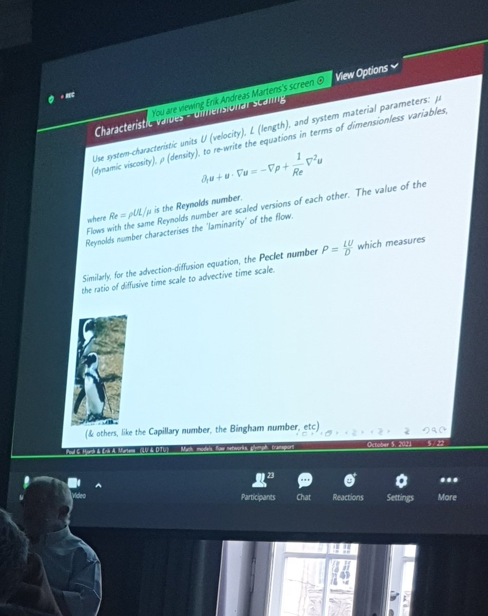 Penguins, Glymphatics and Mathematical Modelling 🐧

Glymphatic workshop day 2 ✌️