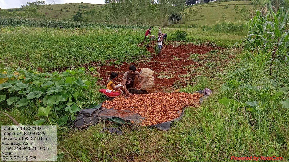 Under #Farmpond plus in #convergence with #Horticulture Department, Kharif potato was given to 24 beneficiaries in Kashipur block of #Rayagada District. Now the harvesting is going on.