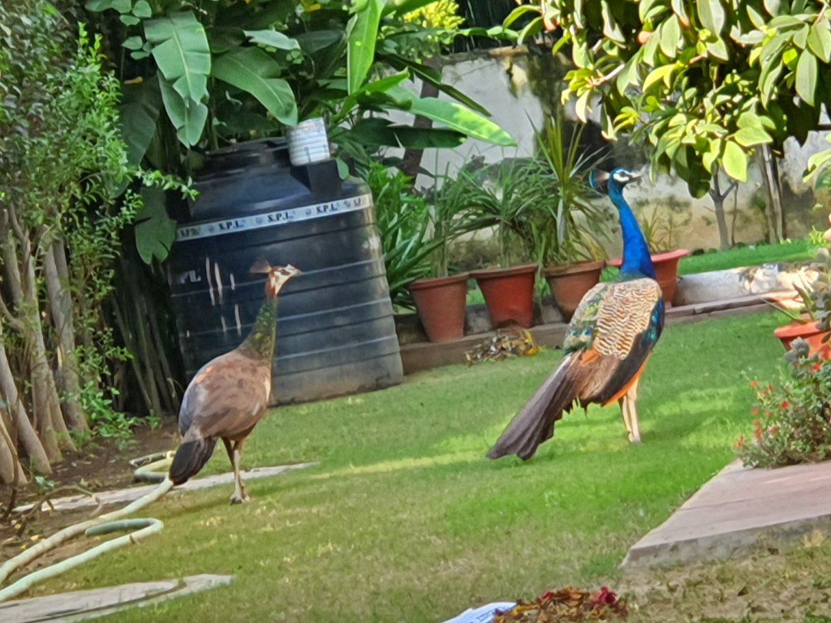 A pair of Peacock and Peahen visited my garden today morning and made my day! https://t.co/MgxPEWznpi