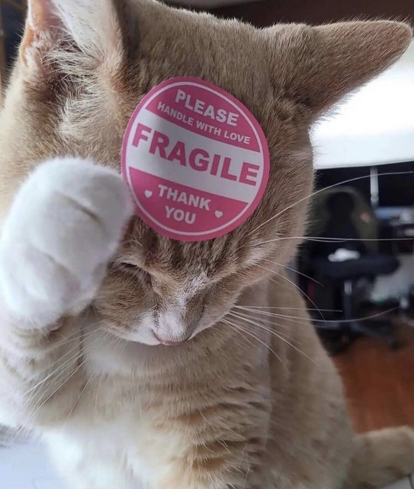 reactions on Twitter "cat with sticker on its head that says please