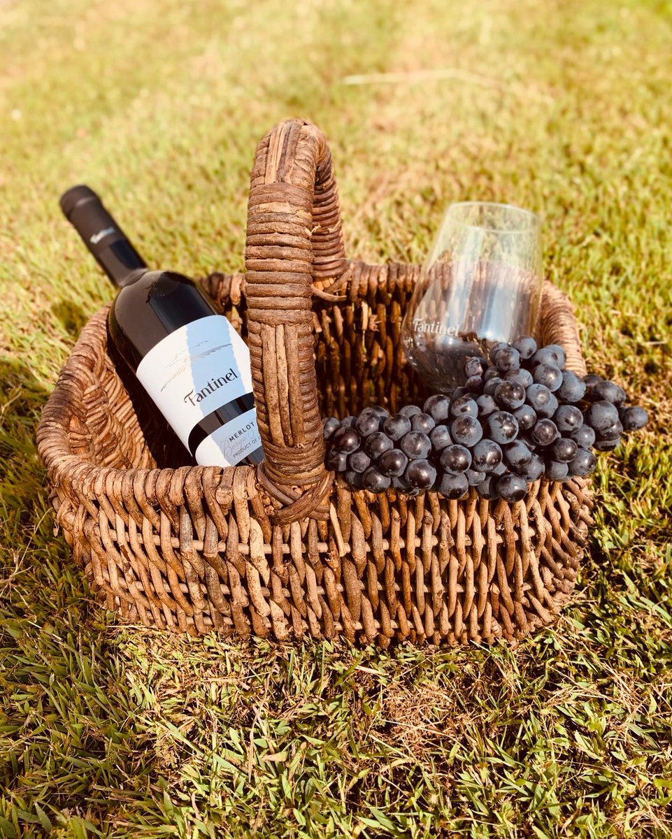 FantinelWinery's tweet photo. Reds time 🍇
#Fantinel #harvest #BorgoTesis #Merlot #redgrapes #redwine #vineyards #winery https://t.co/uOUxZa3gj7