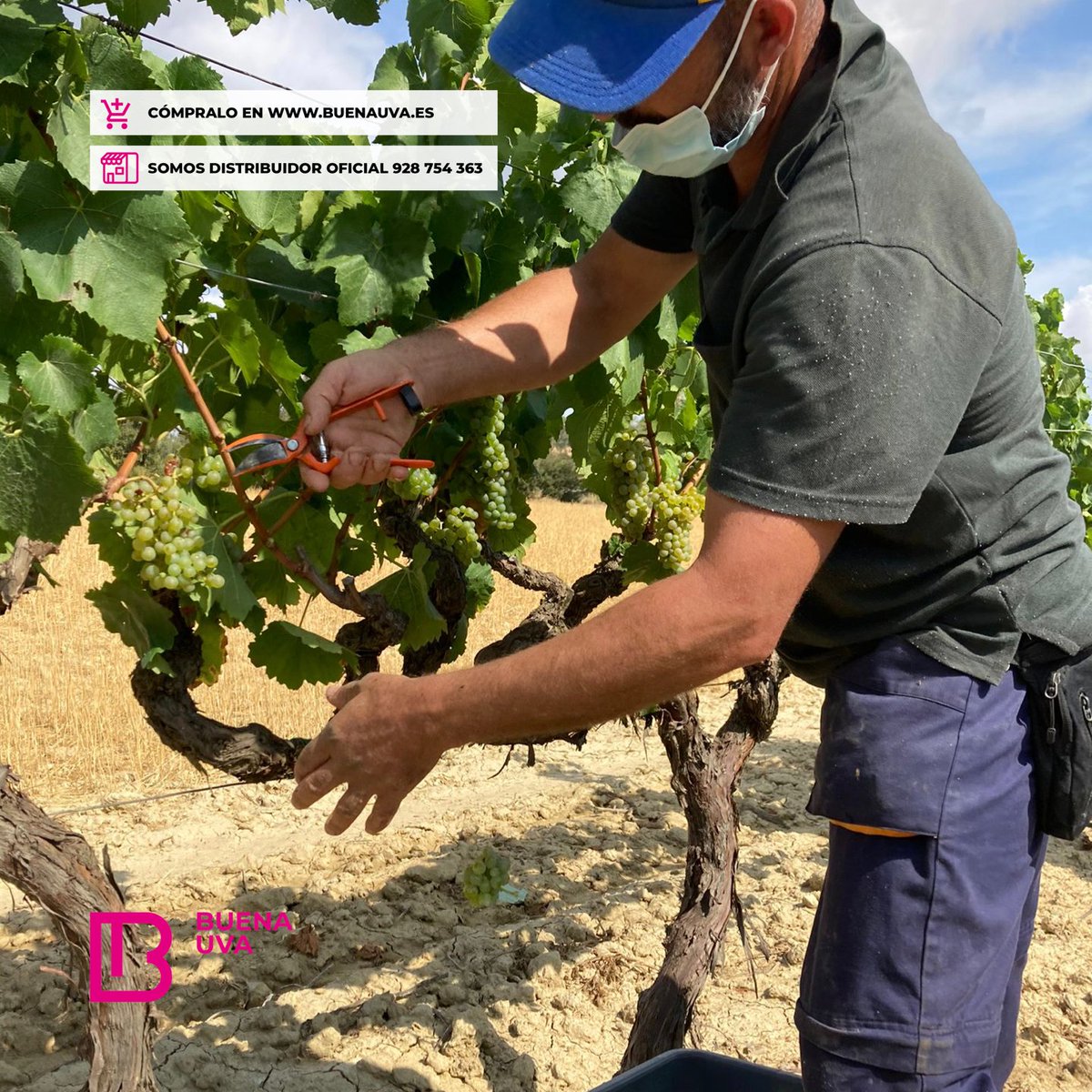 Gramona Vendimia 2021
•
Una selección de fotos de esos días de vendimia, momentos apasionantes y decisivos.
•
#Gramona #Vendimia #BuenaUva <a href="/Gramona1881/">Gramona</a>