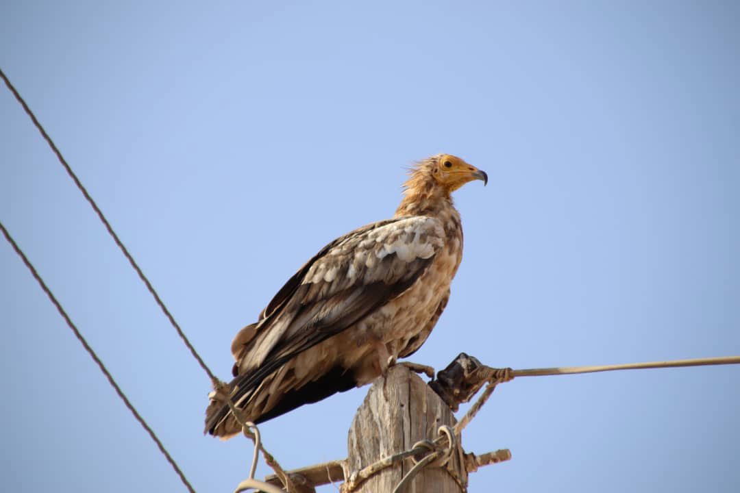 _OSME's tweet photo. The globally endangered Eqyptian Vulture is an important part of the ecosystem and human society on Socotra, read more here: https://t.co/Eg9BDd2L2x 
#socotra #yemen #osmeregion https://t.co/E0CBikfFkW