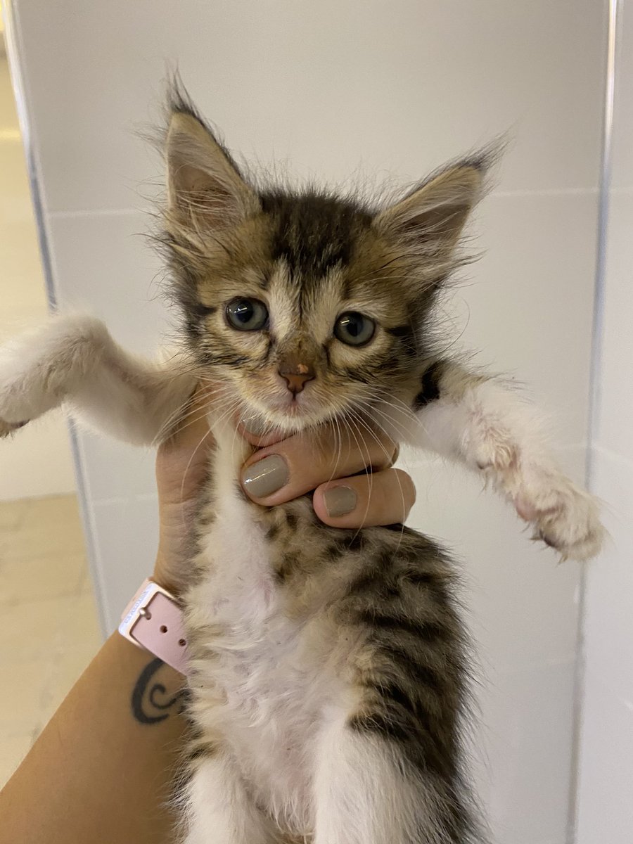 BAL YUVA ARIYOR😍💛

1 aylık dişi. İç dış paraziti yapıldı. Kuru mamayı ıslatınca yiyor. Yaş mamaya bayılıyor😍 Kum eğitimi var♥️ Onun ailesi olmak ister misiniz😍
Hatay