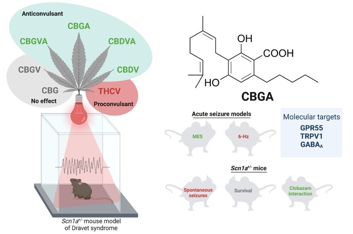 _deepakanand's tweet photo. Mother of all cannabinoids (#CBGA): anti-seizure compounds in #cannabis:

'The study at @Lambert_Usyd for the first time reports that 3 acidic cannabinoids found in cannabis reduced seizures in a mouse model of Dravet syndrome'

https://t.co/WQCUqN7PzE from @Sydney_Uni https://t.co/Qp0r5o7k1z